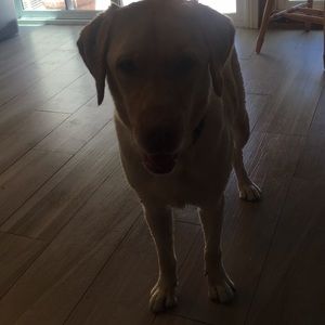 Meet your Posher, Liana